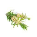 Tea Tree